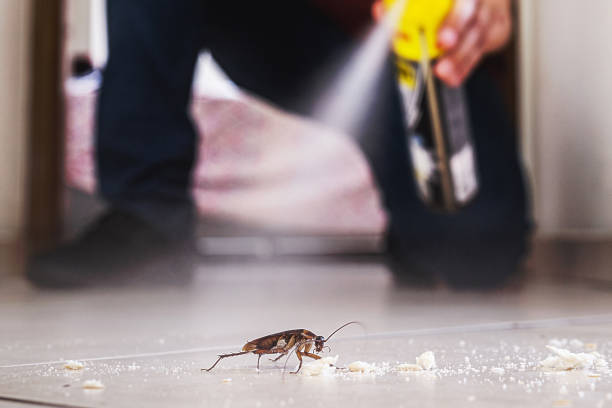 Best Affordable Pest Control Services  in Oakville, CT